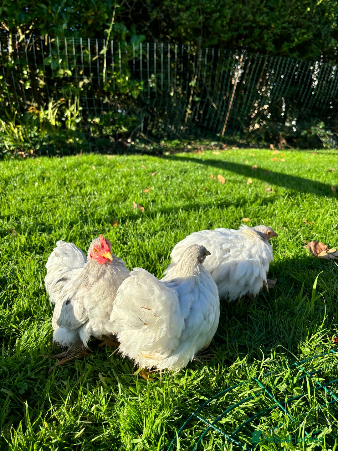Chickens poultry for sale: Trio of bantams  - Image 7