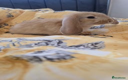 French Lop rabbits for sale: Beautiful French Lop bunnies - Image 11