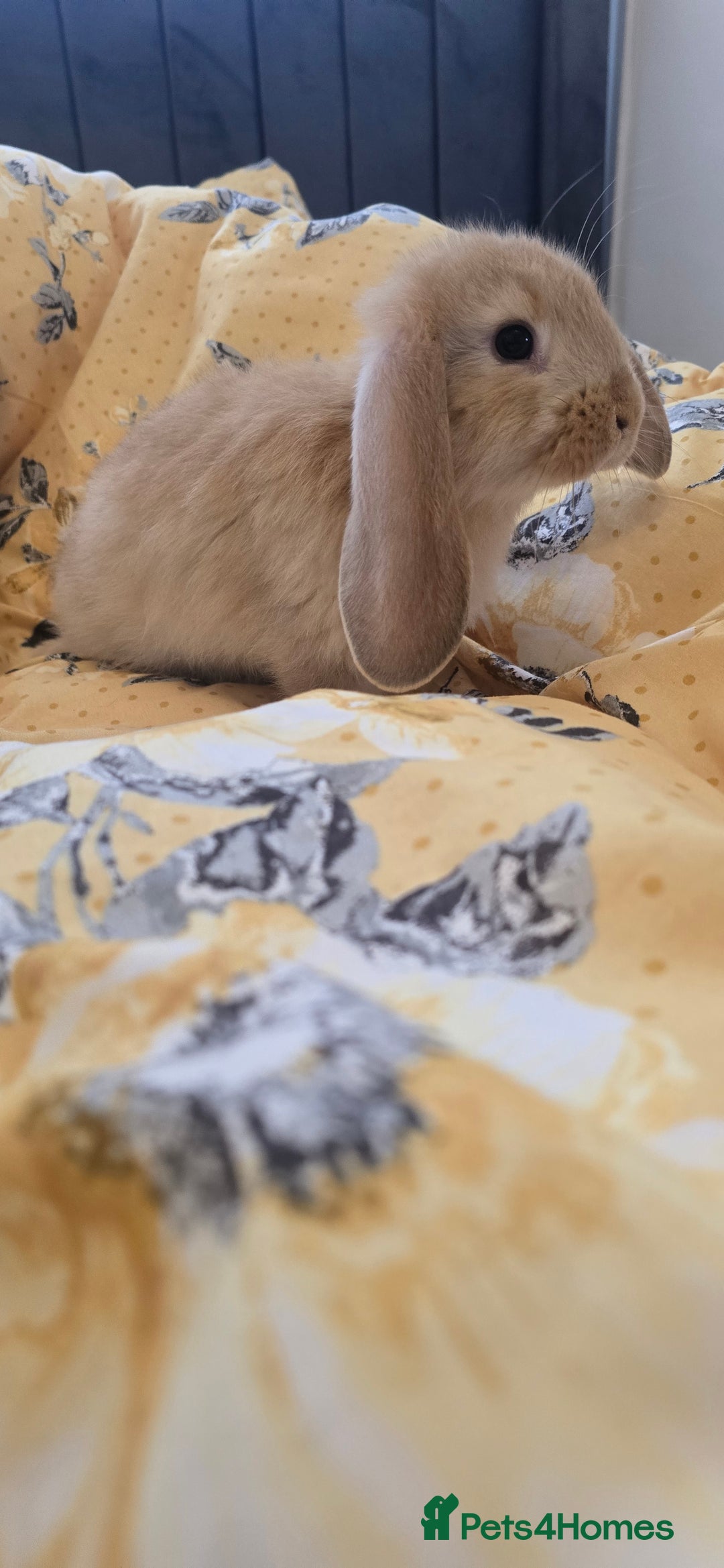 French Lop rabbits for sale: Beautiful French Lop bunnies - Image 11