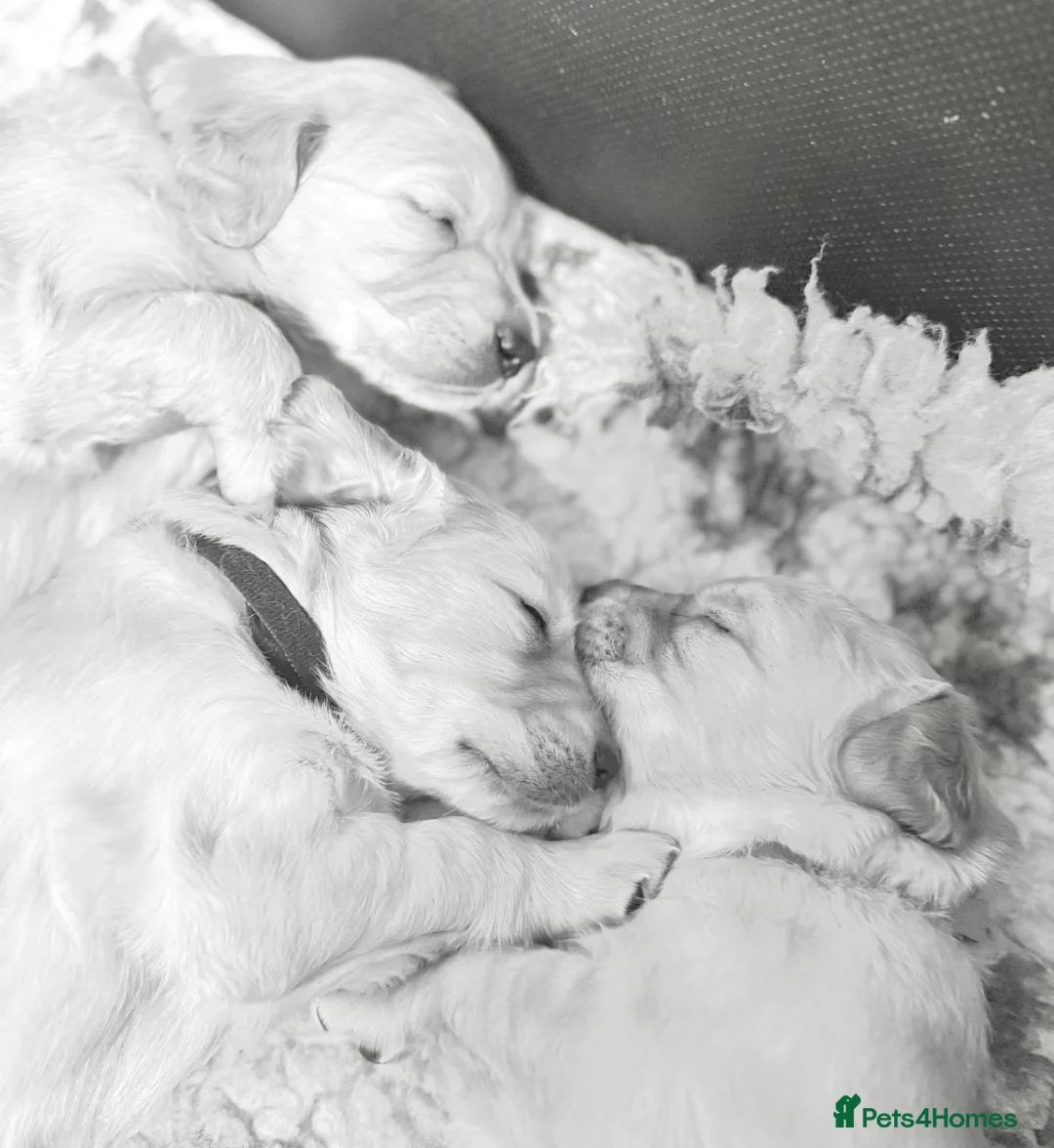 Golden Retriever dogs for sale:  Golden Retriever Puppies - health tested - Advert 6