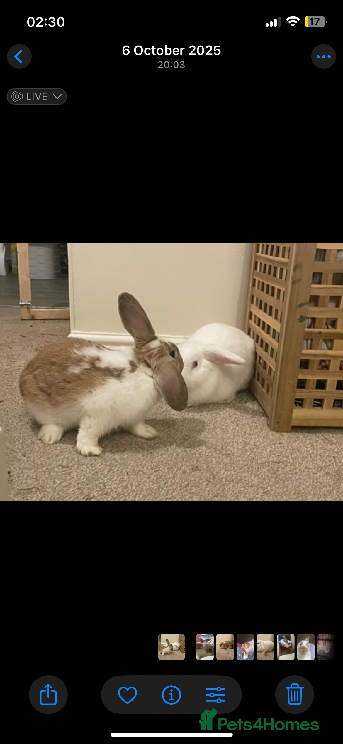 Mixed Breed rabbits Mixed breed lop/English spot rabbits mixed sex  - Advert 1