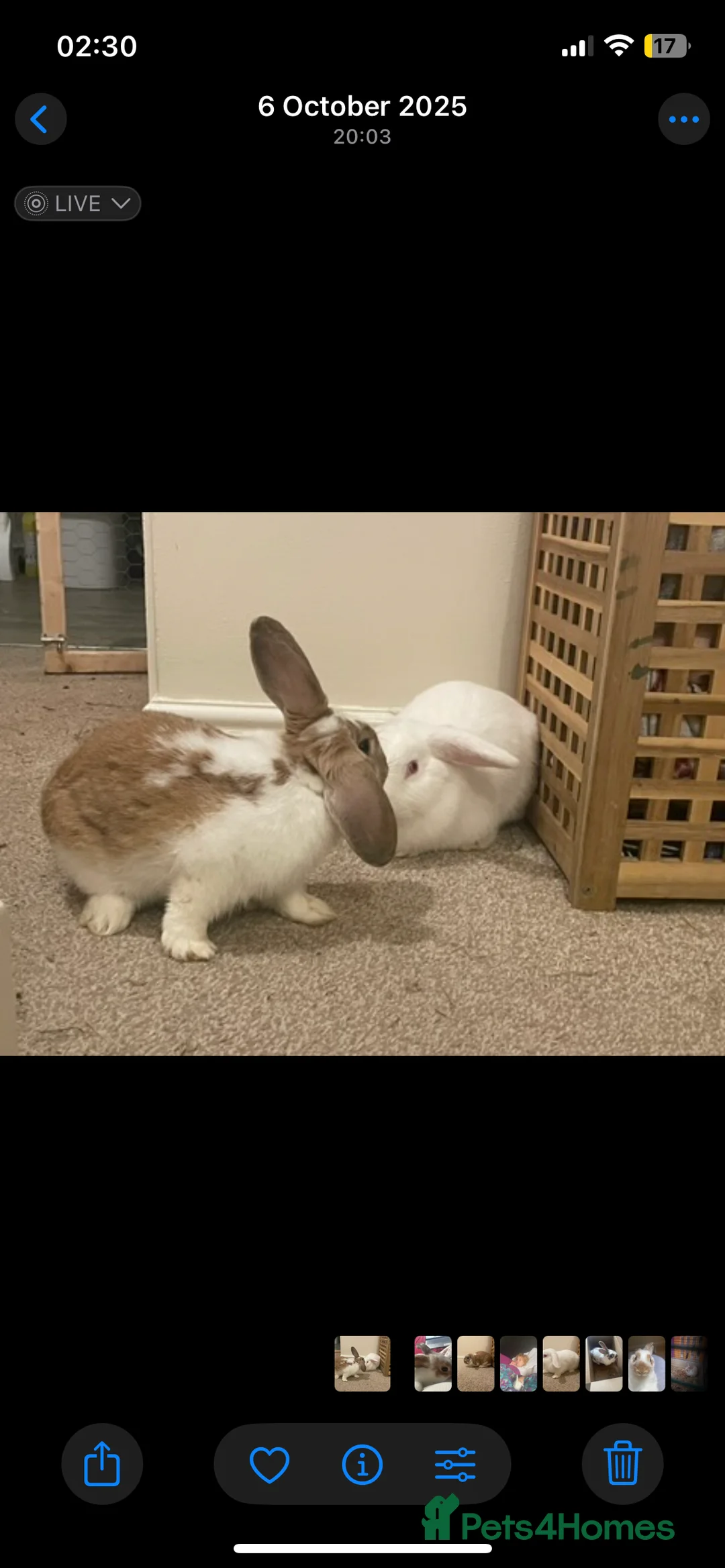 Mixed Breed rabbits for sale: Mixed breed lop/English spot rabbits mixed sex  - Advert 1