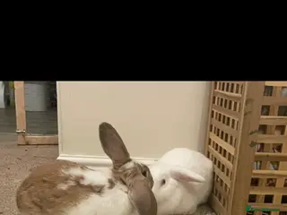 Mixed Breed rabbits Mixed breed lop/English spot rabbits mixed sex - Advert 1