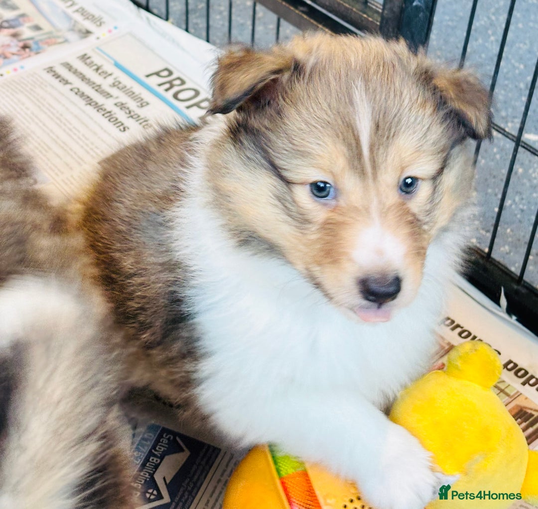 Shetland Sheepdog dogs for sale: Beautiful sable Shetland sheepdog puppies  - Advert 6