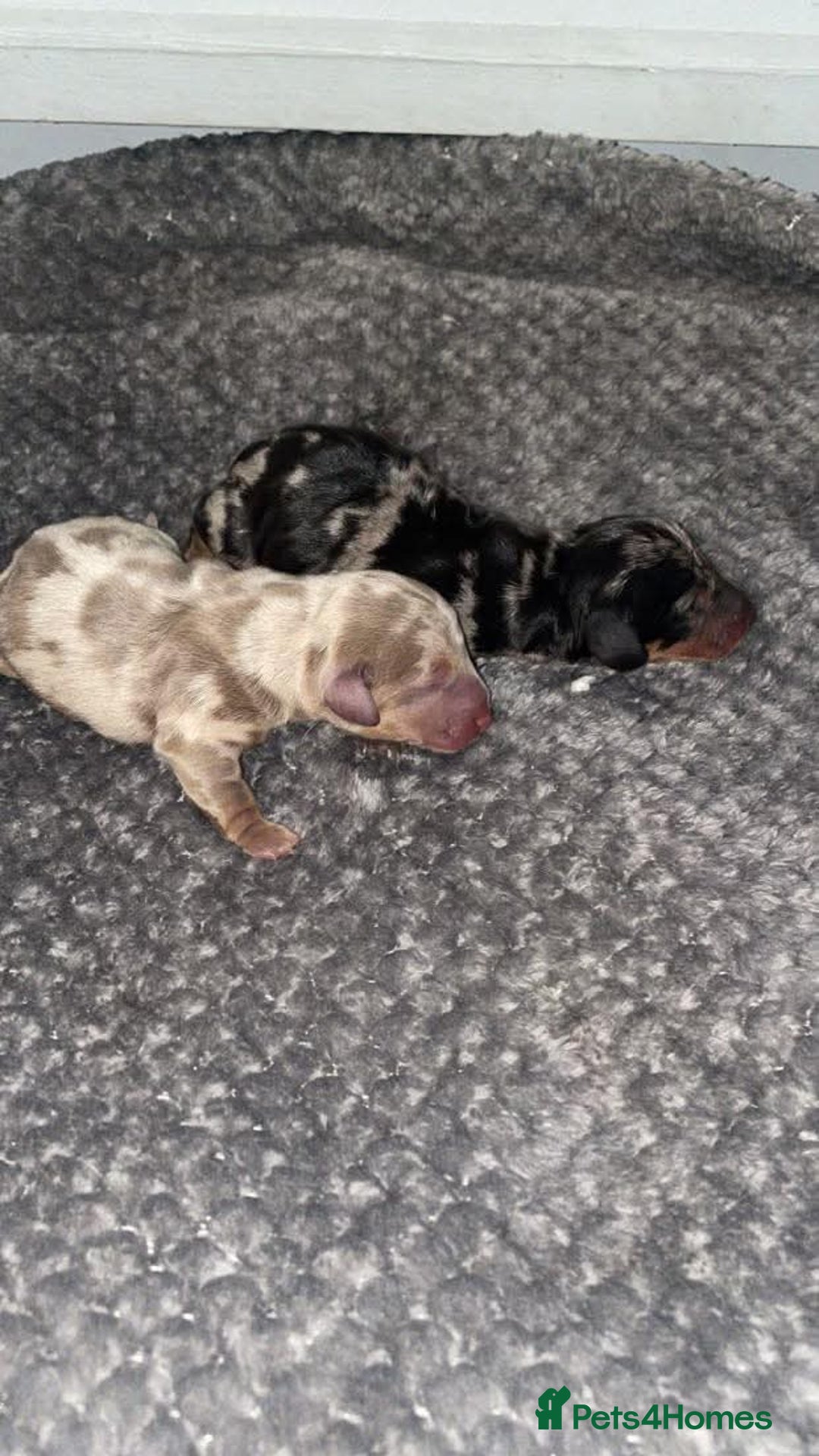 Miniature Dachshund dogs for stud: Isabella and Tan Stud in Sunderland - Image 14