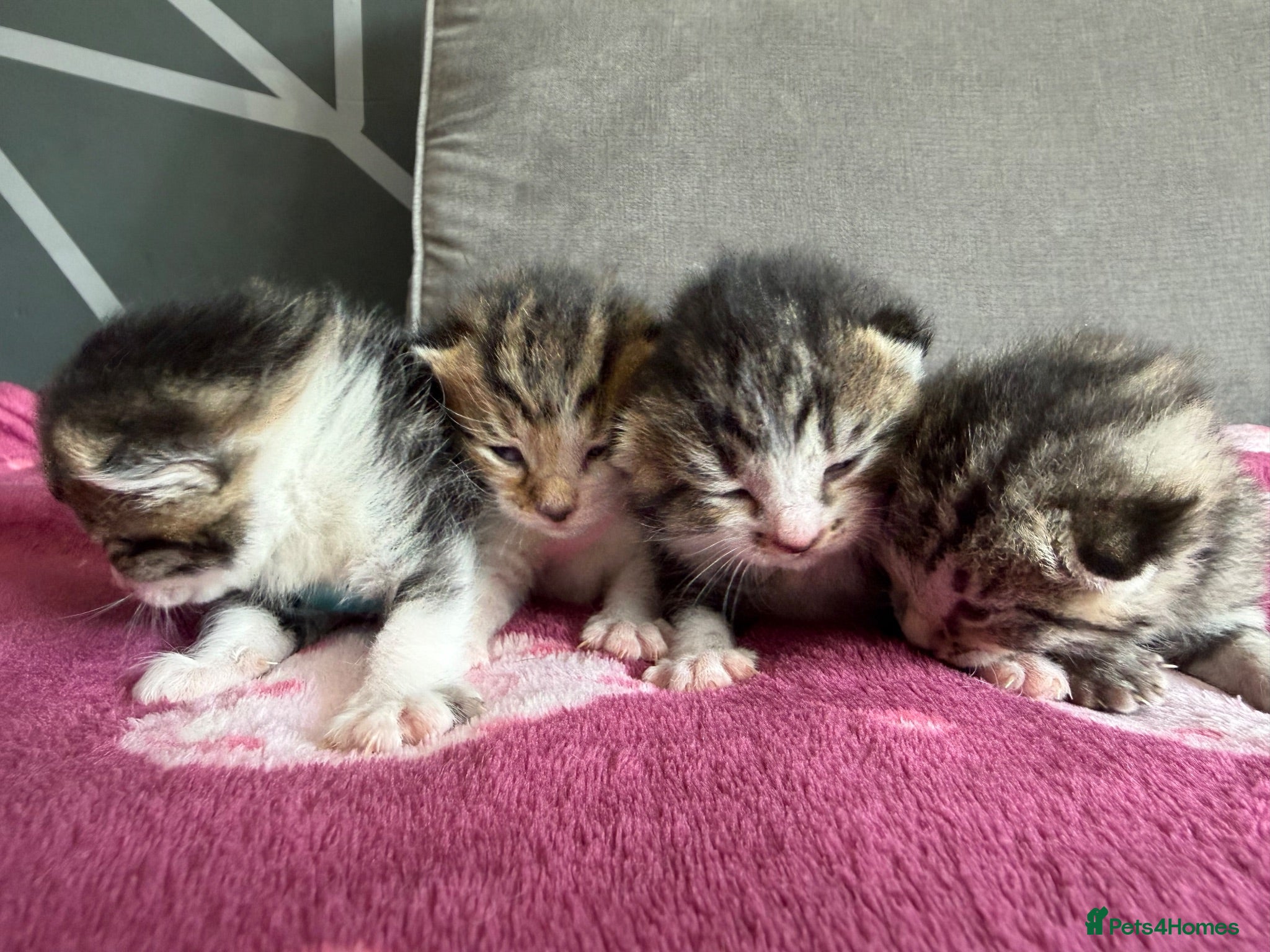 Mixed Breed cats Beautiful kittens and Mummy - Advert 15