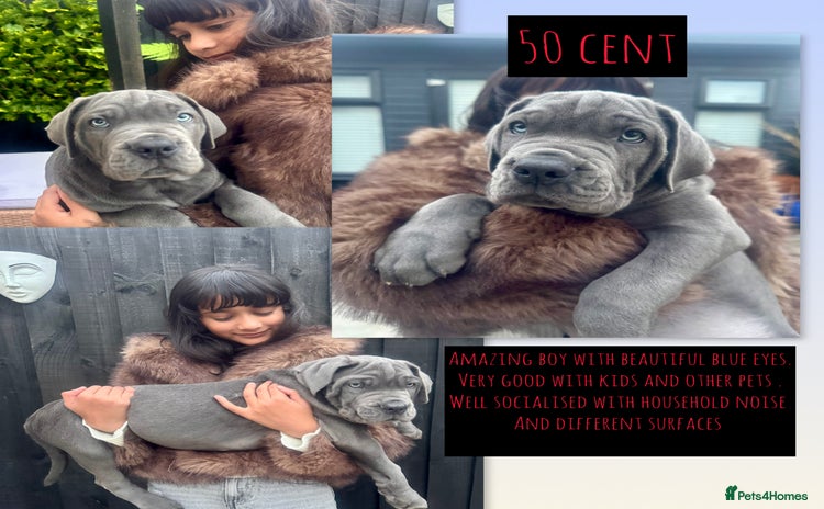 Mixed Breed dogs - Advert 4