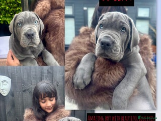 Mixed Breed dogs - Advert 2