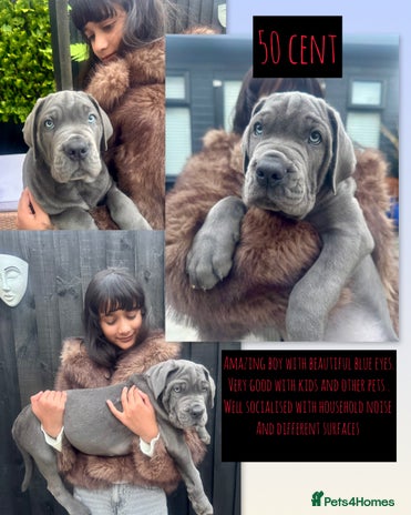 Mixed Breed dogs - Advert 1