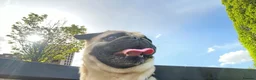 Pug dogs for stud: Eros – Handsome Fawn Pug Available for Stud - Advert 6
