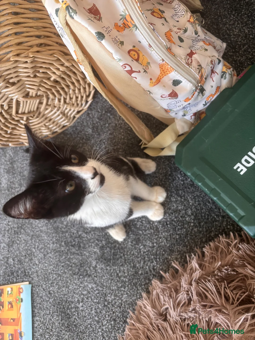 Mixed Breed cats for sale: Kitten for sale in Grantham - Advert 4