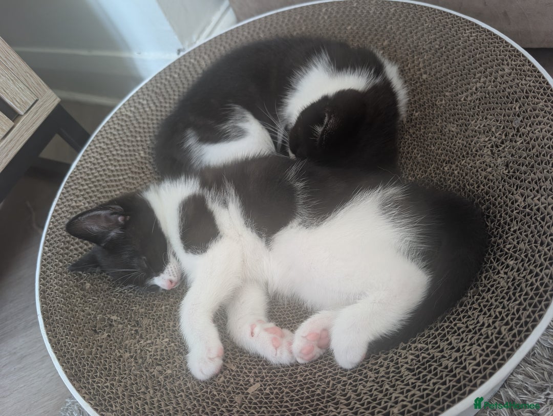 Mixed Breed cats for sale: One boy and one girl - Image 4