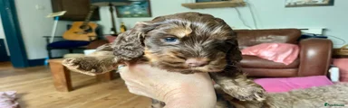 Cockapoo 4