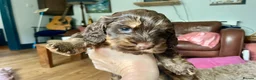 Cockapoo dogs for sale: Cockapoo pups for sale - Advert 12