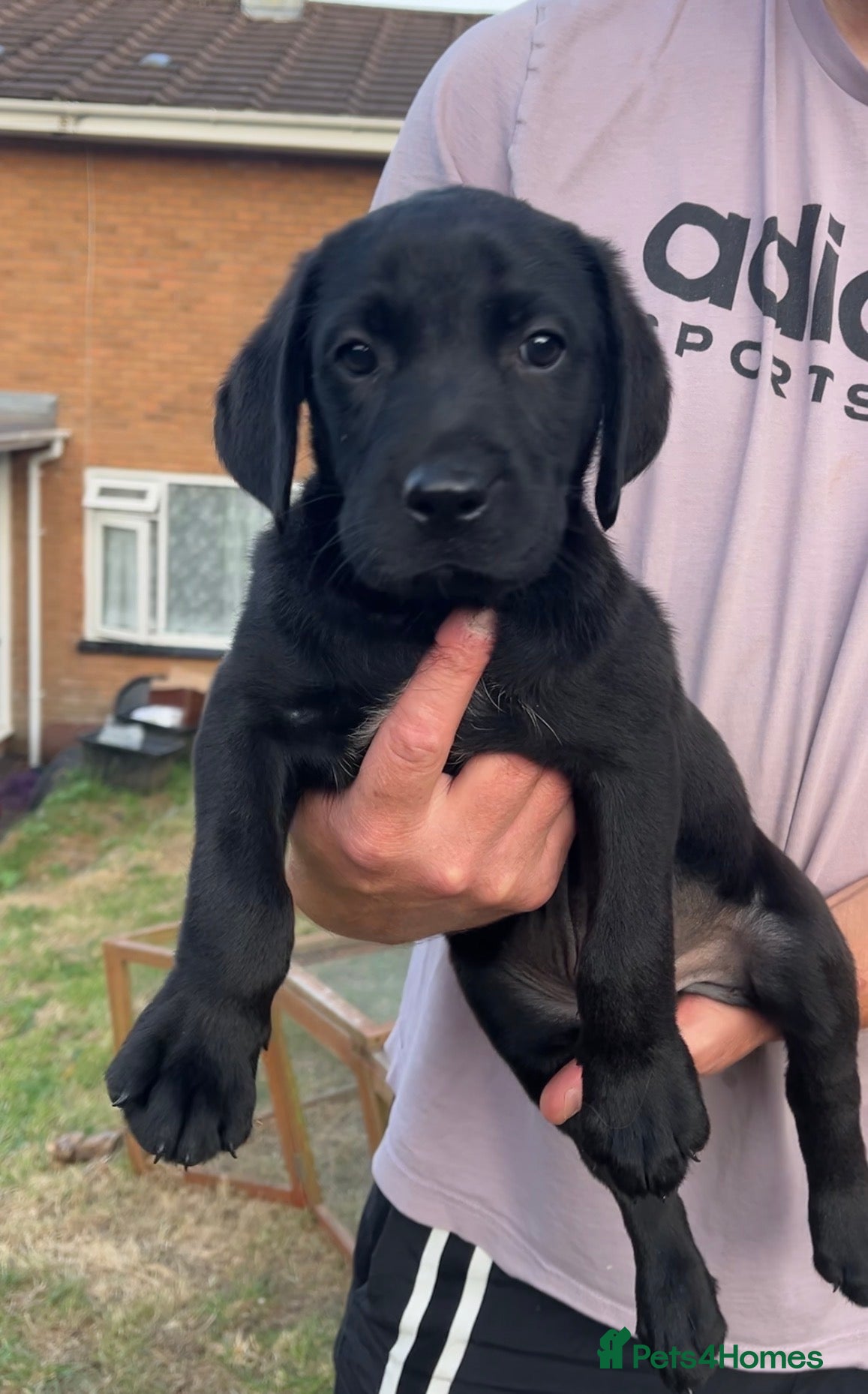 Labrador Retriever dogs Kc reg health tested Labrador pups  - Advert 1