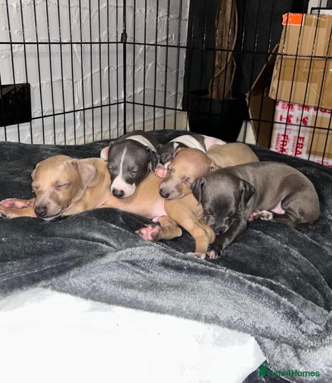 Italian Greyhound dogs for sale: ItalianGreyhound Puppies Ready4Their Forever Homes - Image 19