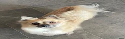 Pomchi dogs for sale: Beautiful pomchi female  - Advert 15