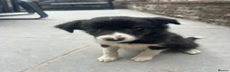 Mixed Breed dogs for sale: 🐾 Six Beautiful Welsh Border Collies 🐾 - Advert 15