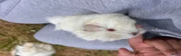 Guinea Pig rodents for sale: Trio of Peruvian femaleguineapigs.Must go together - Advert 5