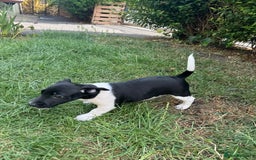 Jack Russell dogs for sale: 5 Available: Jack Russell Puppies. 2 Girls, 3 Boys - Image 35