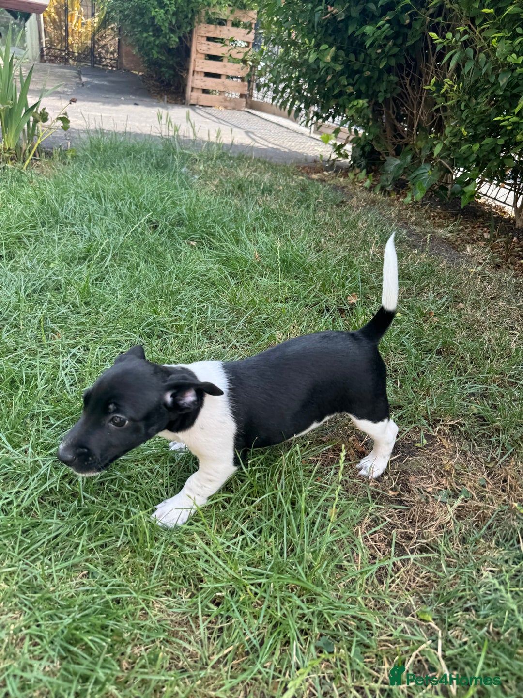 Jack Russell dogs for sale: 5 Available: Jack Russell Puppies. 2 Girls, 3 Boys - Image 35