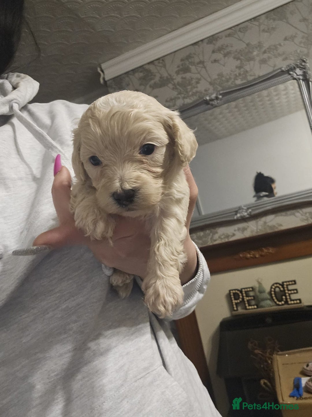 Maltipoo dogs for sale: Korean maltipoo luxury teddy 3 boys  - Advert 10