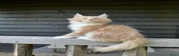Maine Coon cats for sale: Stunning XL Maine Coon Kittens - Advert 12