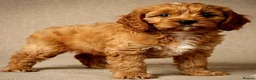 Cavapoo dogs for sale: Adorable F1 Cavapoo Puppies Available Now!!!!! - Advert 3