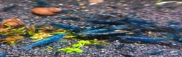 Shrimps fish for sale: Bloody Mary, Blue Dream, Golden Dream  - Advert 2