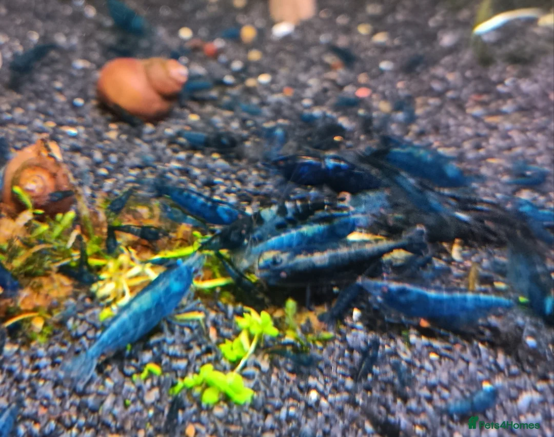 Shrimps fish for sale: Bloody Mary, Blue Dream, Golden Dream  - Advert 2
