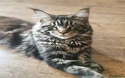 Maine Coon cats for stud: Simba and Tiger  - Image 1