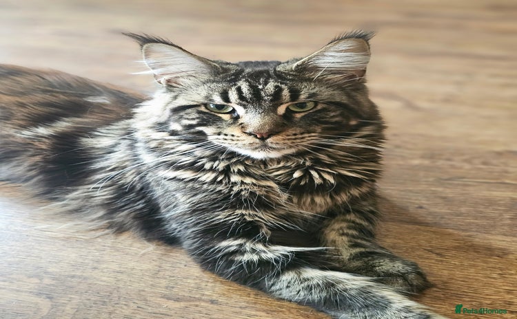 Maine Coon cats - Advert 9
