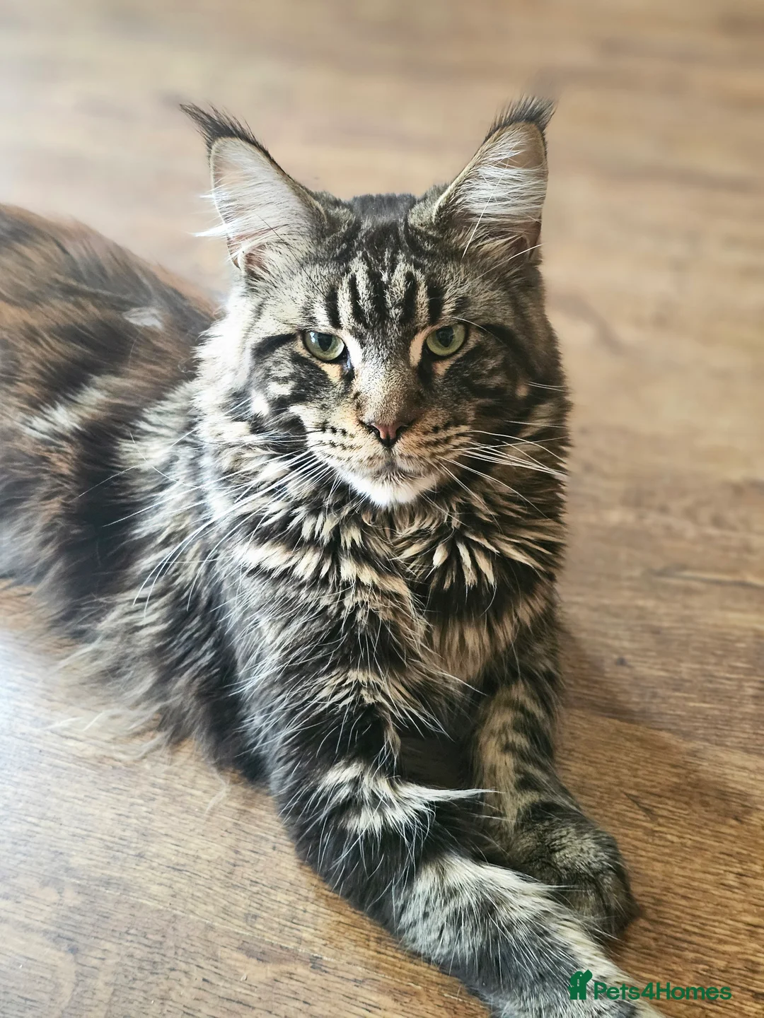 Maine Coon cats for stud: Simba and Tiger  - Advert 1