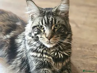 Maine Coon cats Simba and Tiger - Advert 15