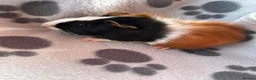 Guinea Pig rodents for sale: Baby Male Guinea Pigs For Sale - Advert 8