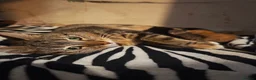 Bengal cats for sale: Lovely kitten looking for forever home - Advert 5