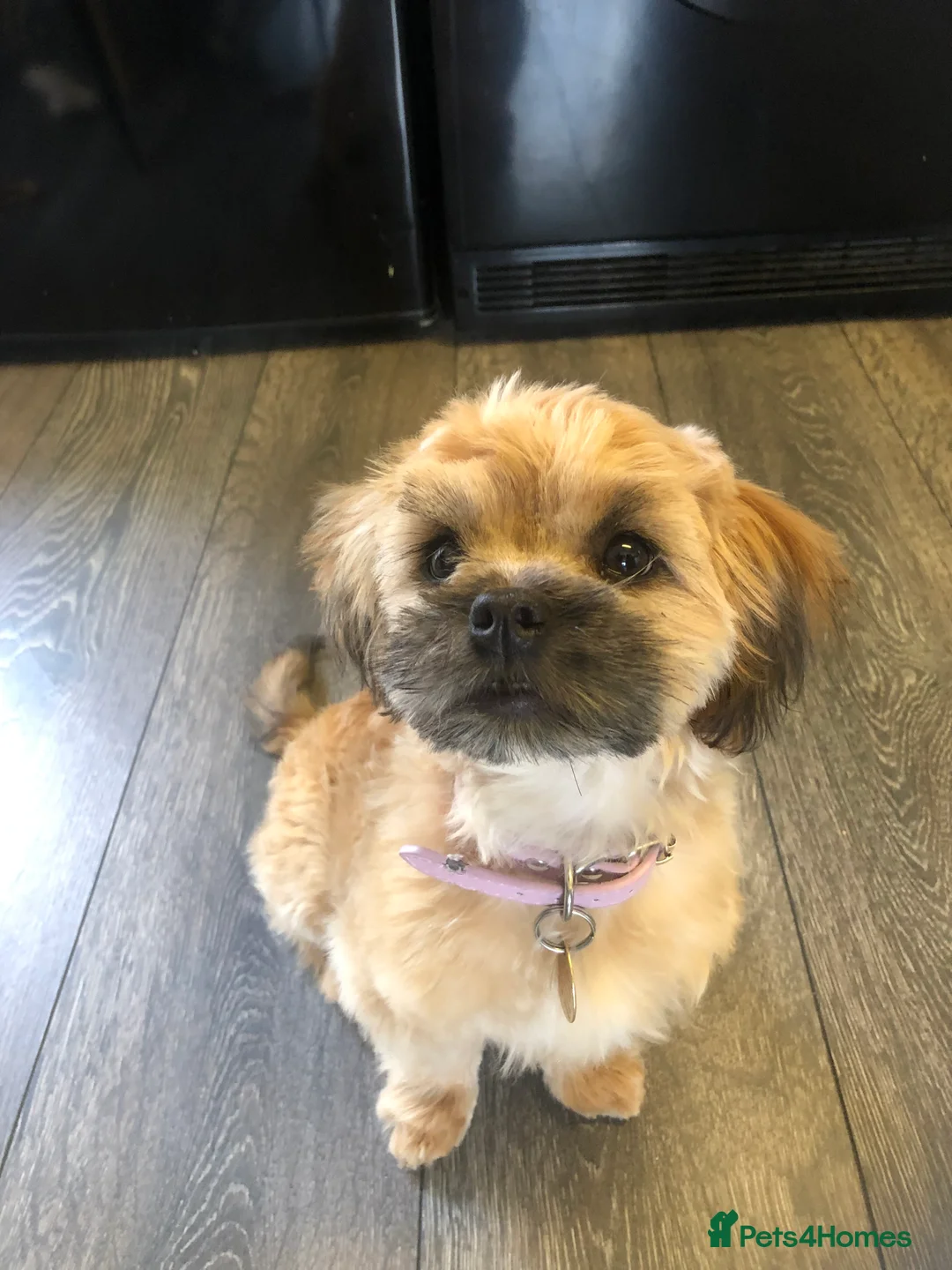 Lhasapoo dogs for sale: Maisy  - Advert 4
