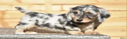 Dachshund dogs for sale: Adorable dachshund litter - Advert 9