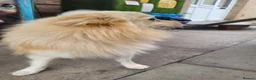 Pomeranian dogs for sale: Male pomeranian 2 years old  in Crawley - Advert 3
