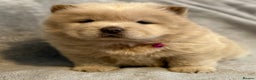 Chow Chow dogs for sale: KC Reg Chow Chow Puppies  - Advert 9