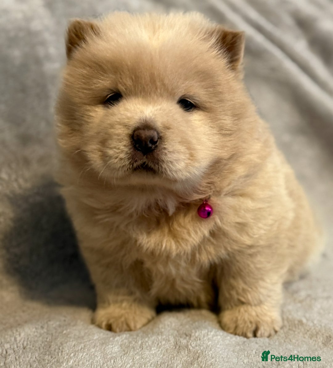 Chow Chow dogs for sale: KC Reg Chow Chow Puppies  - Advert 9