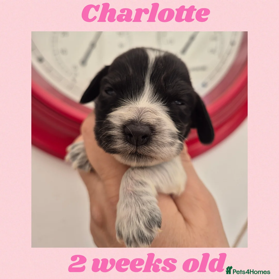 Cocker Spaniel dogs for sale: Show Cockers ~ 1 pup available Blue Roan GIRL  - Advert 1