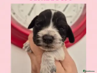 Cocker Spaniel dogs Show Cockers ~ 1 pup available Blue Roan GIRL - Advert 16