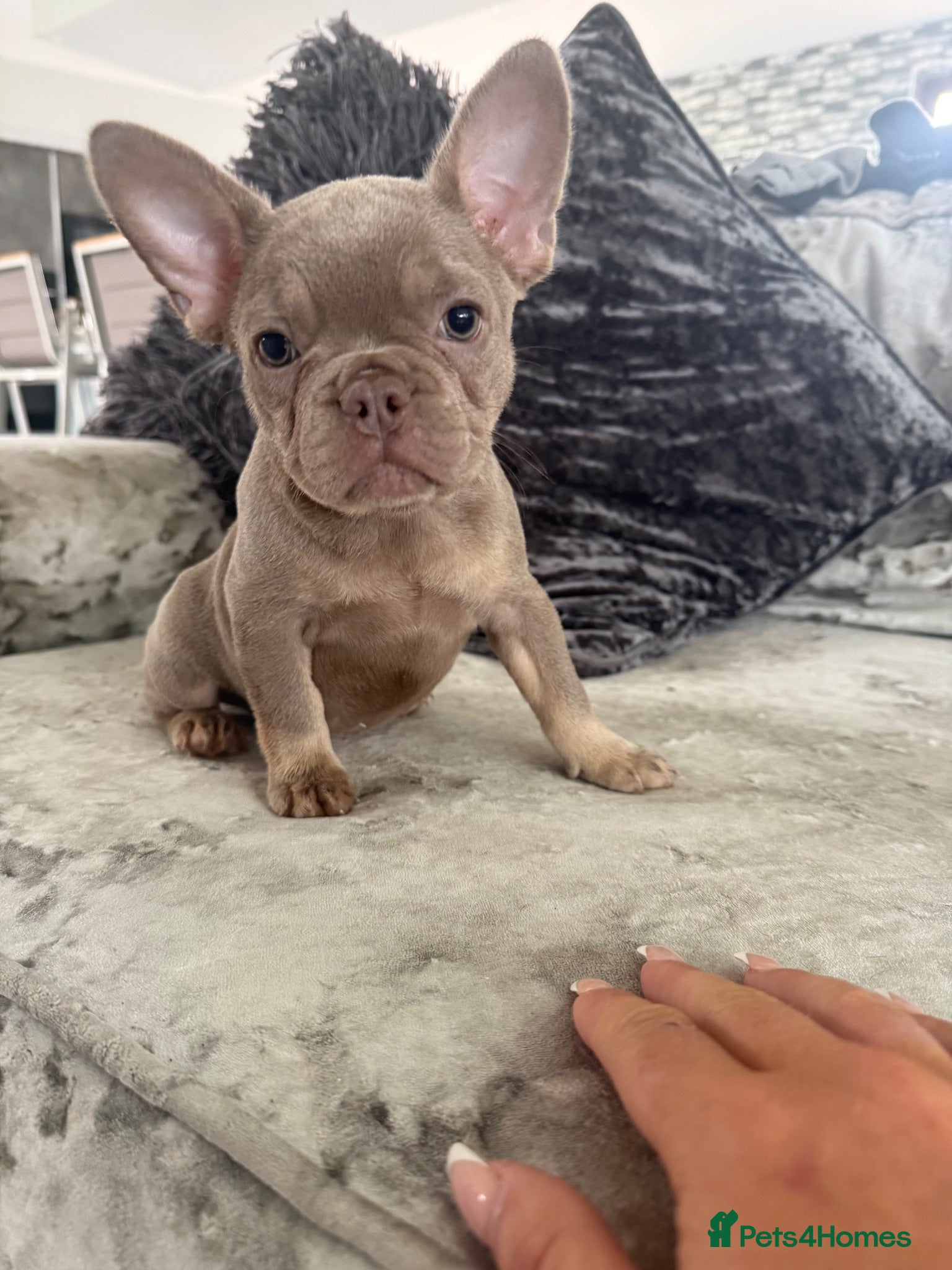 French Bulldog dogs Beautiful French Bulldog Puppies  - Advert 14