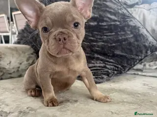 French Bulldog dogs Beautiful French Bulldog Puppies - Advert 7