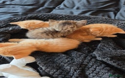 Mixed Breed cats for sale: 7 week old mixed breed kitten  - Image 6