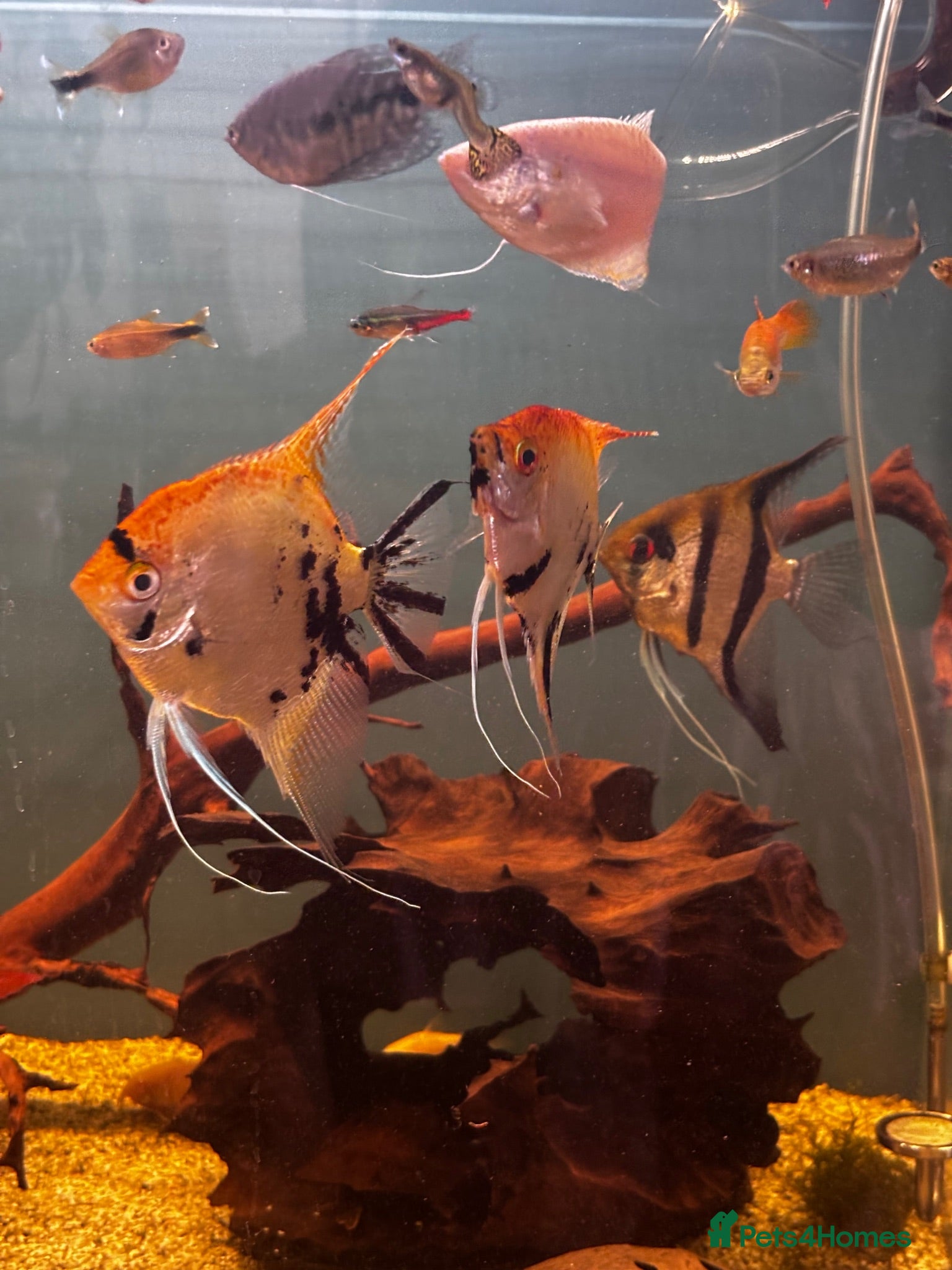 Gouramis fish Angelfish and other  - Advert 1