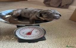 Cavapoo dogs for sale: 2 cavapoos left from a stunning litter - Image 12