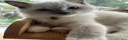Ragdoll cats for sale: GCCF registered Ragdoll kittens 🐈  - Advert 5