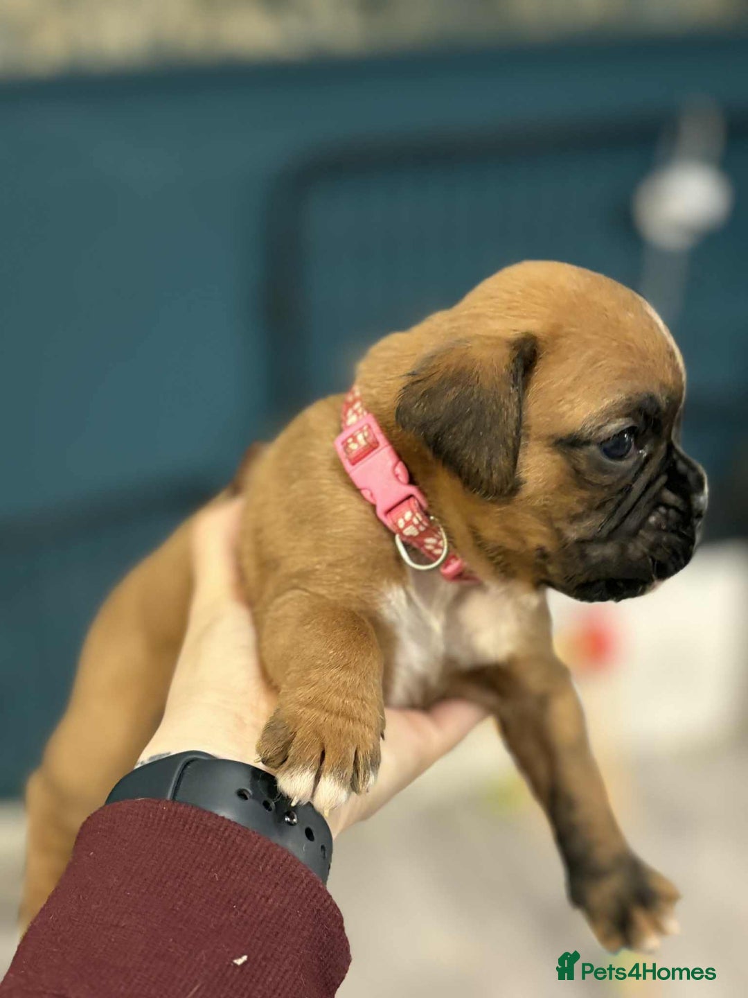 Boxer dogs for sale: ** 1 left*Beautiful bobtail & longtail kc boxer  - Advert 18